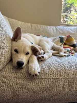 Animal Profile Grizzley is a 3 month old male LabHusky X guessing puppy who will be joining u