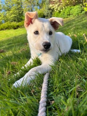 Animal Profile Grizzley is a 5 month old male LabHusky X guessing puppy who will be joining u
