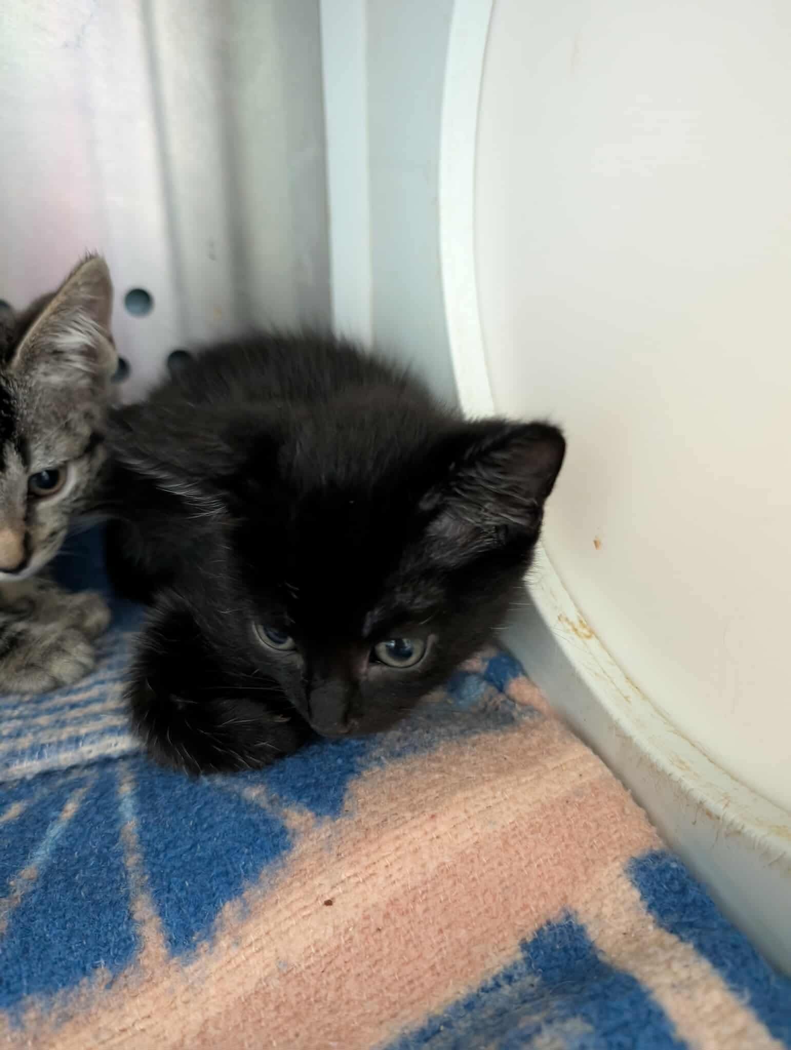 Tammy - At shelter