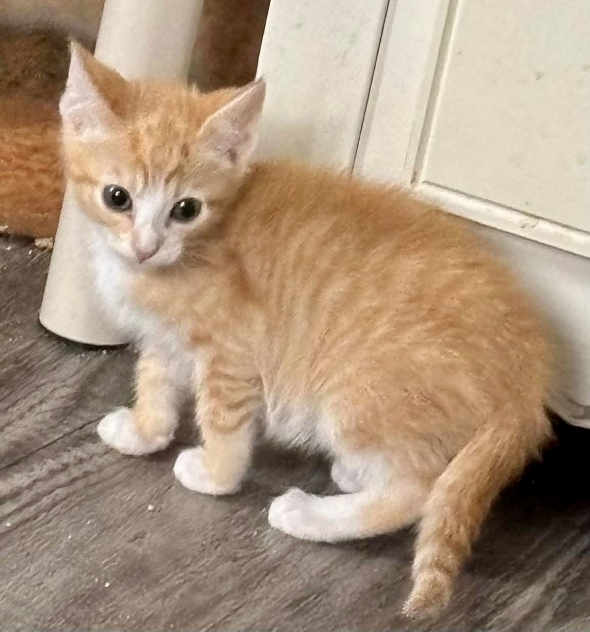 Titan - Not at shelter (Kristy)