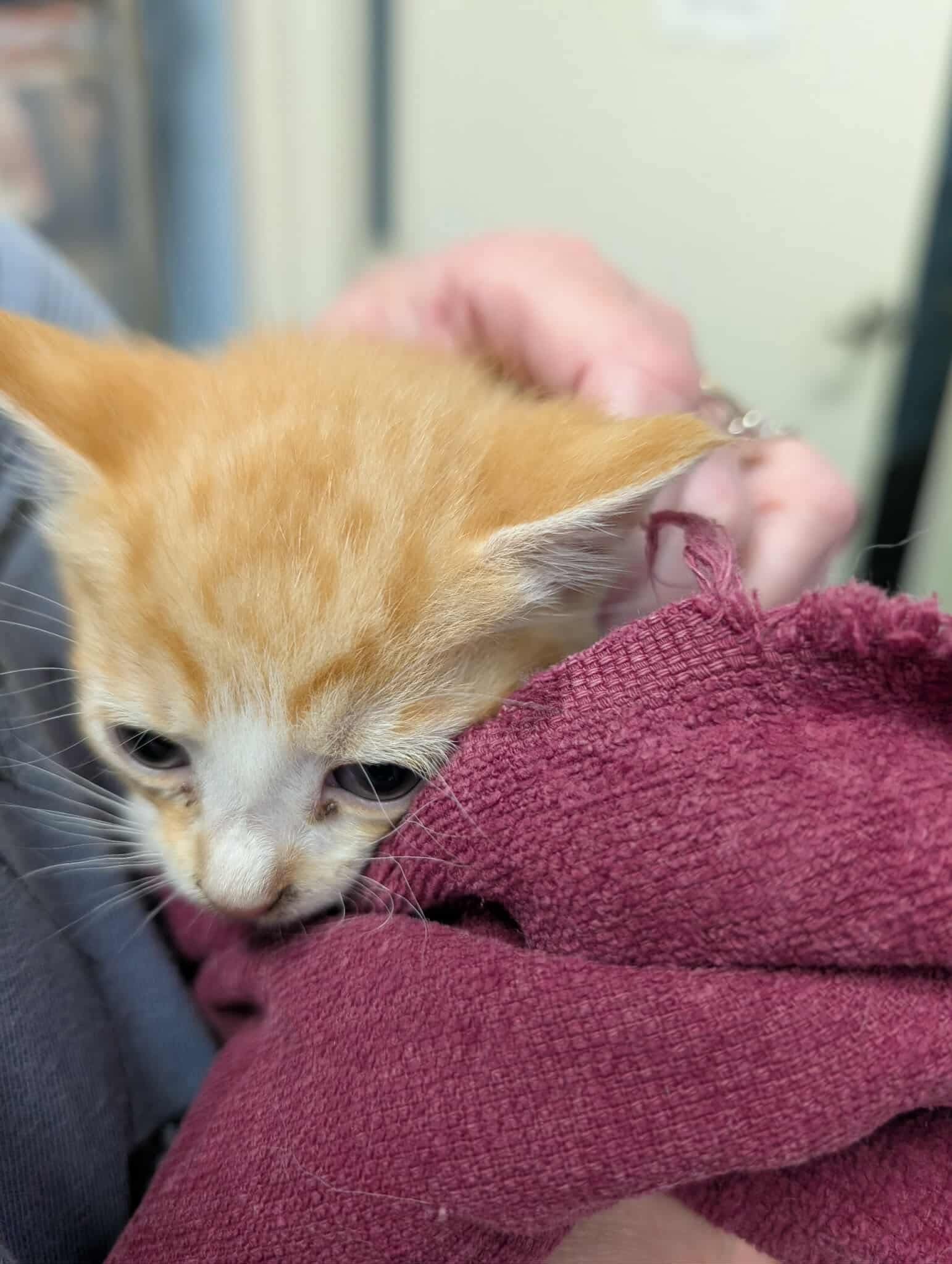 Titan - Visit At Petsmart Lynchburg