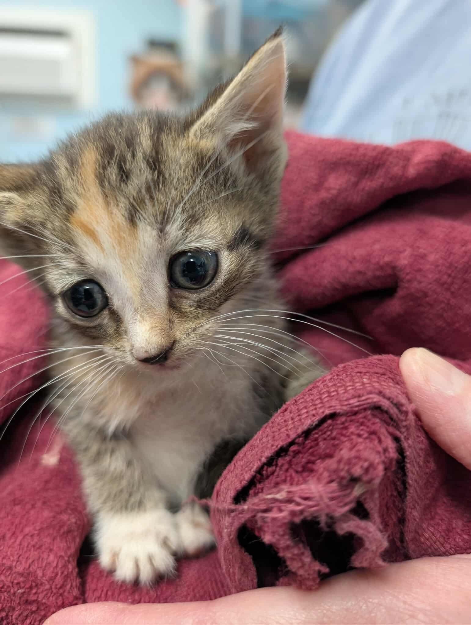 Virginia: Not at shelter (Kristy)