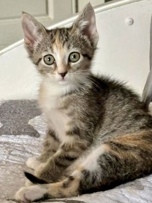 Virginia: Not at shelter (Kristy), Baby Female Domestic Short Hair