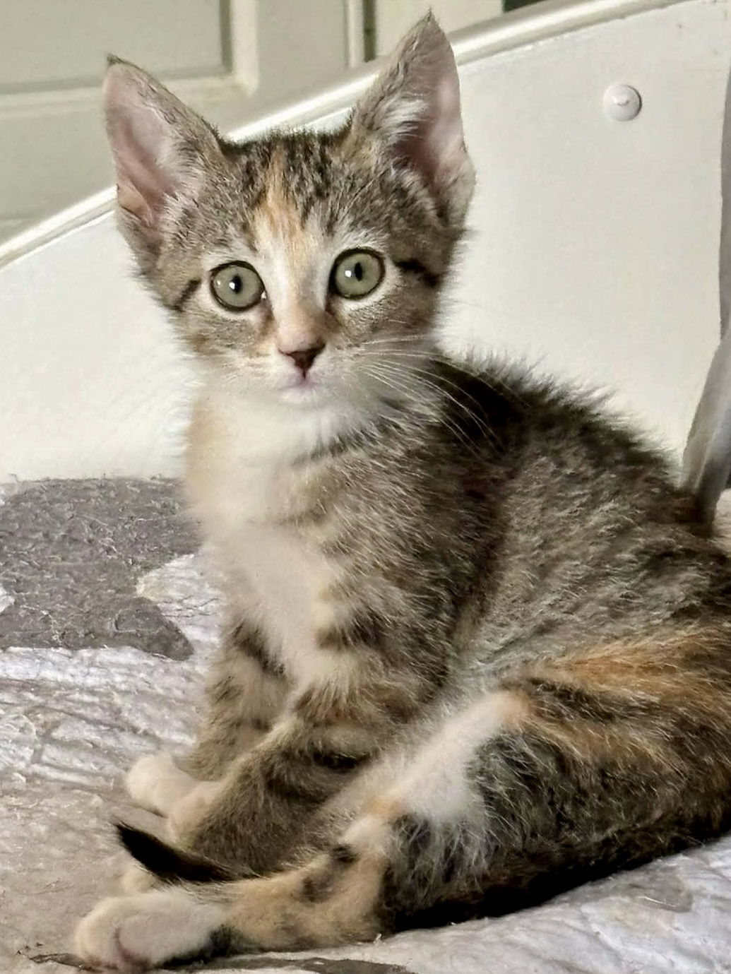 Virginia: Visit At Petsmart Lynchburg