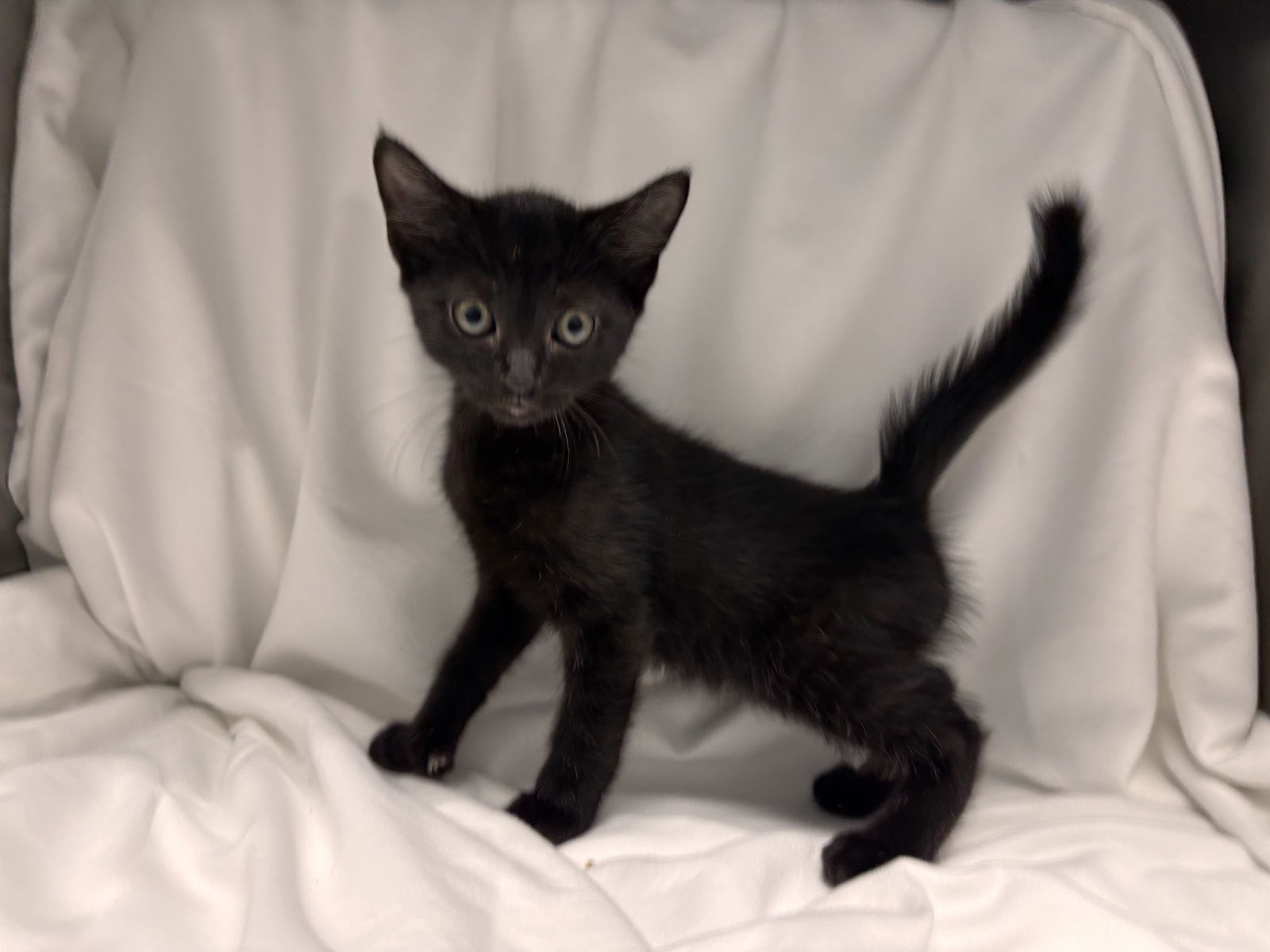 Raven: At shelter