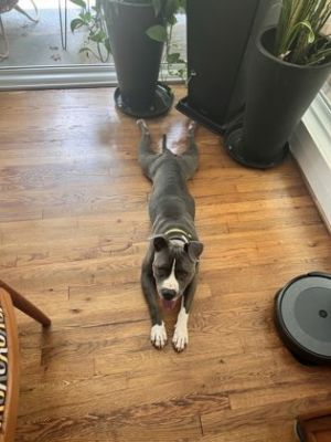 Meet Blue Pearl a soft sweet and soulful pup whos friendly with everyone she meets including ki