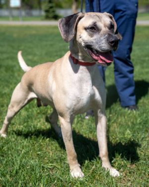 Lip, Adult Male Black Mouth Cur
