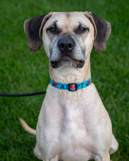 Lip, an adoptable Black Mouth Cur, Mixed Breed in Pequot Lakes, MN, 56472 | Photo Image 2