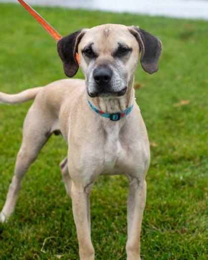 Lip, an adoptable Black Mouth Cur, Mixed Breed in Pequot Lakes, MN, 56472 | Photo Image 2