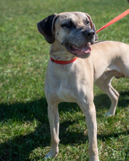 Lip, an adoptable Black Mouth Cur, Mixed Breed in Pequot Lakes, MN, 56472 | Photo Image 3