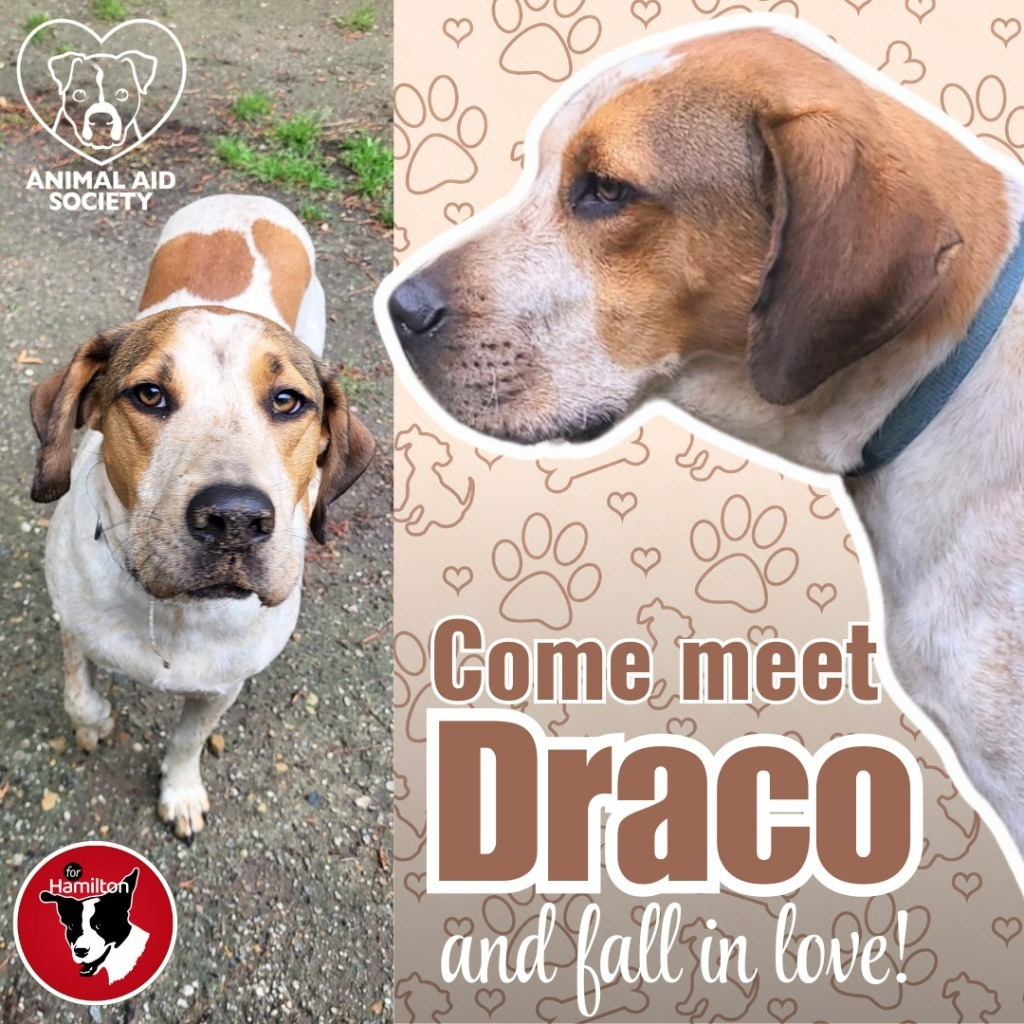 Draco