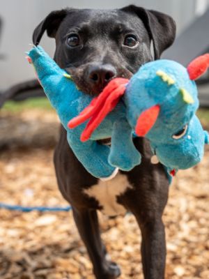Stick with Sickle and youve got yourself an energetic playful pup less then a year old and only 3