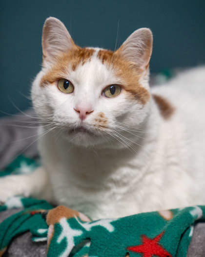 Cupid, an adoptable Turkish Van, Domestic Short Hair in Pequot Lakes, MN, 56472 | Photo Image 1