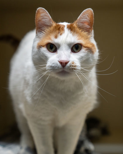 Cupid, an adoptable Turkish Van, Domestic Short Hair in Pequot Lakes, MN, 56472 | Photo Image 2
