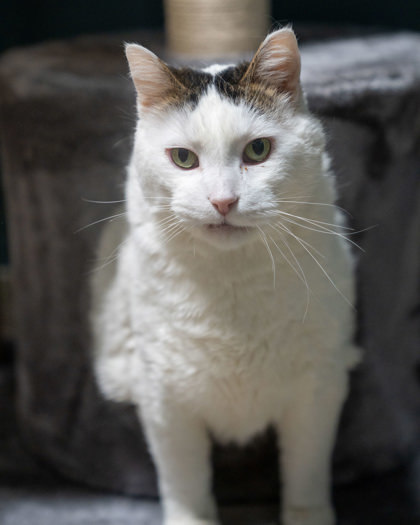 Comet, an adoptable Turkish Van, Domestic Short Hair in Pequot Lakes, MN, 56472 | Photo Image 1