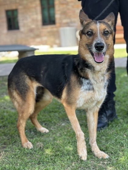 Ari