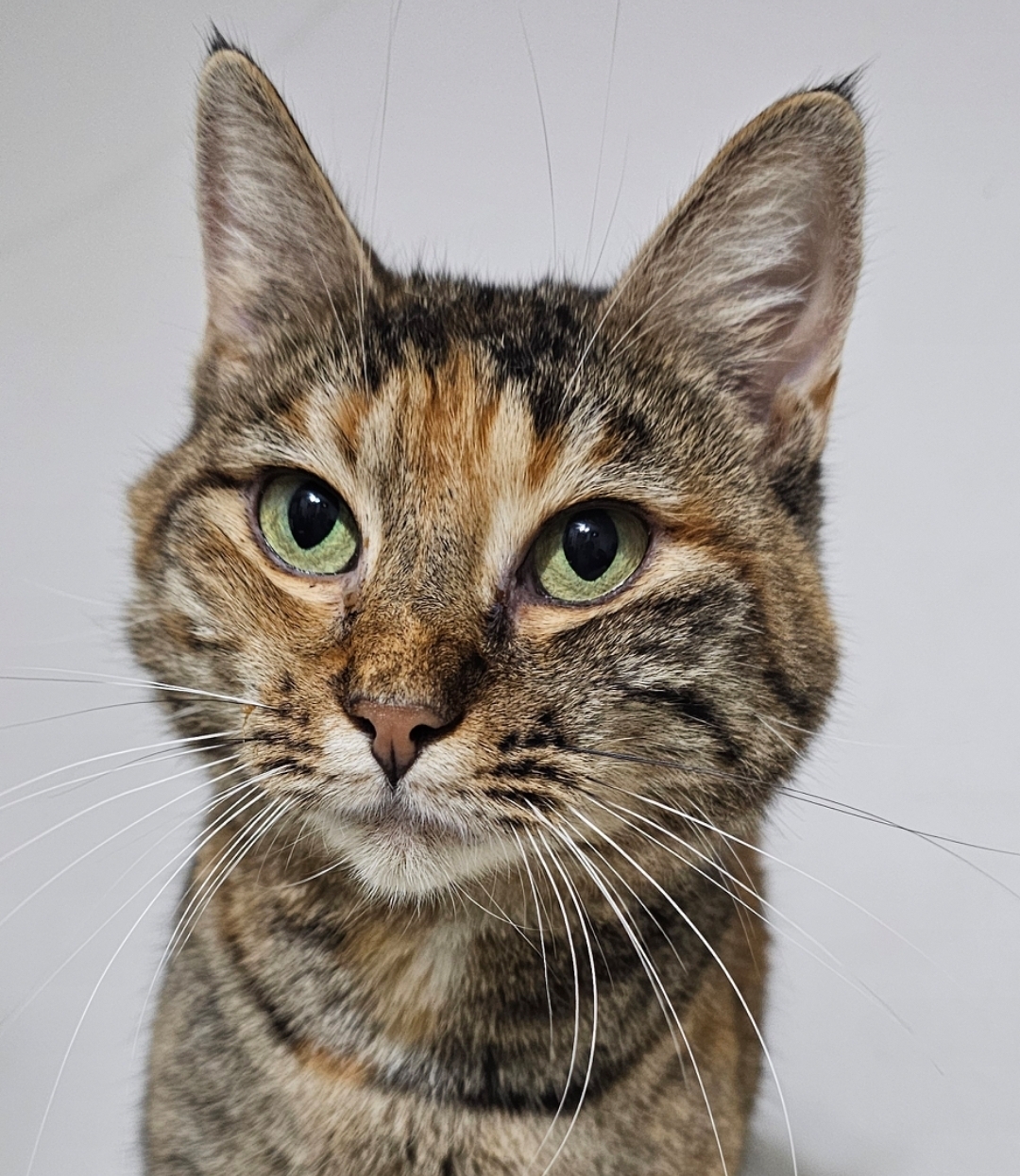 Tabasco McSnuggles, an adoptable Pixiebob in Biloxi, MS, 39532 | Photo Image 1