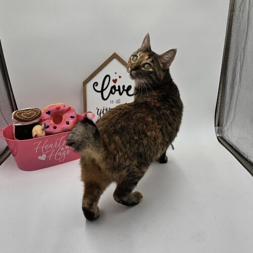 Tabasco McSnuggles, an adoptable Pixiebob in Biloxi, MS, 39532 | Photo Image 2