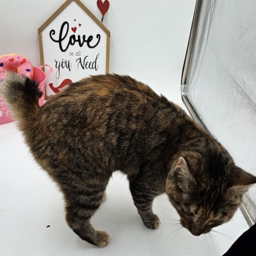 Tabasco McSnuggles, an adoptable Pixiebob in Biloxi, MS, 39532 | Photo Image 3