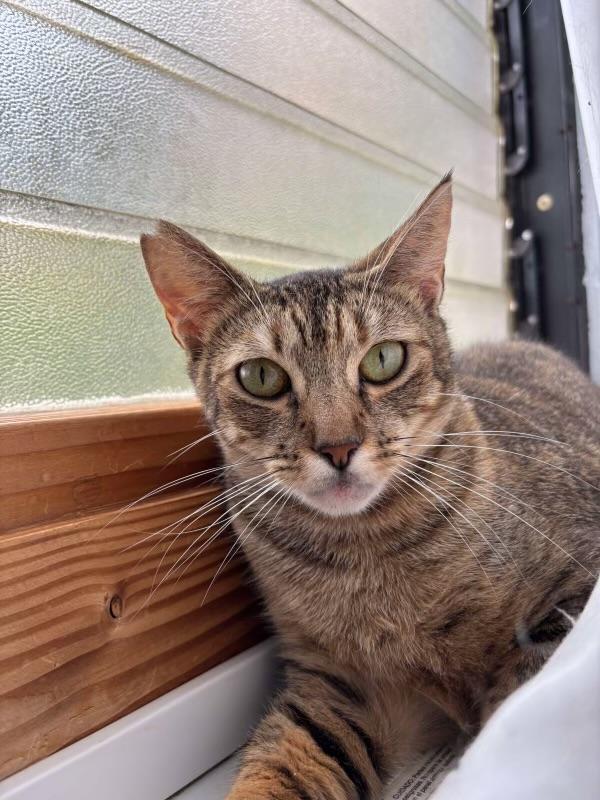 Cinnamon, an adoptable Domestic Short Hair in Las Vegas, NV, 89130 | Photo Image 1
