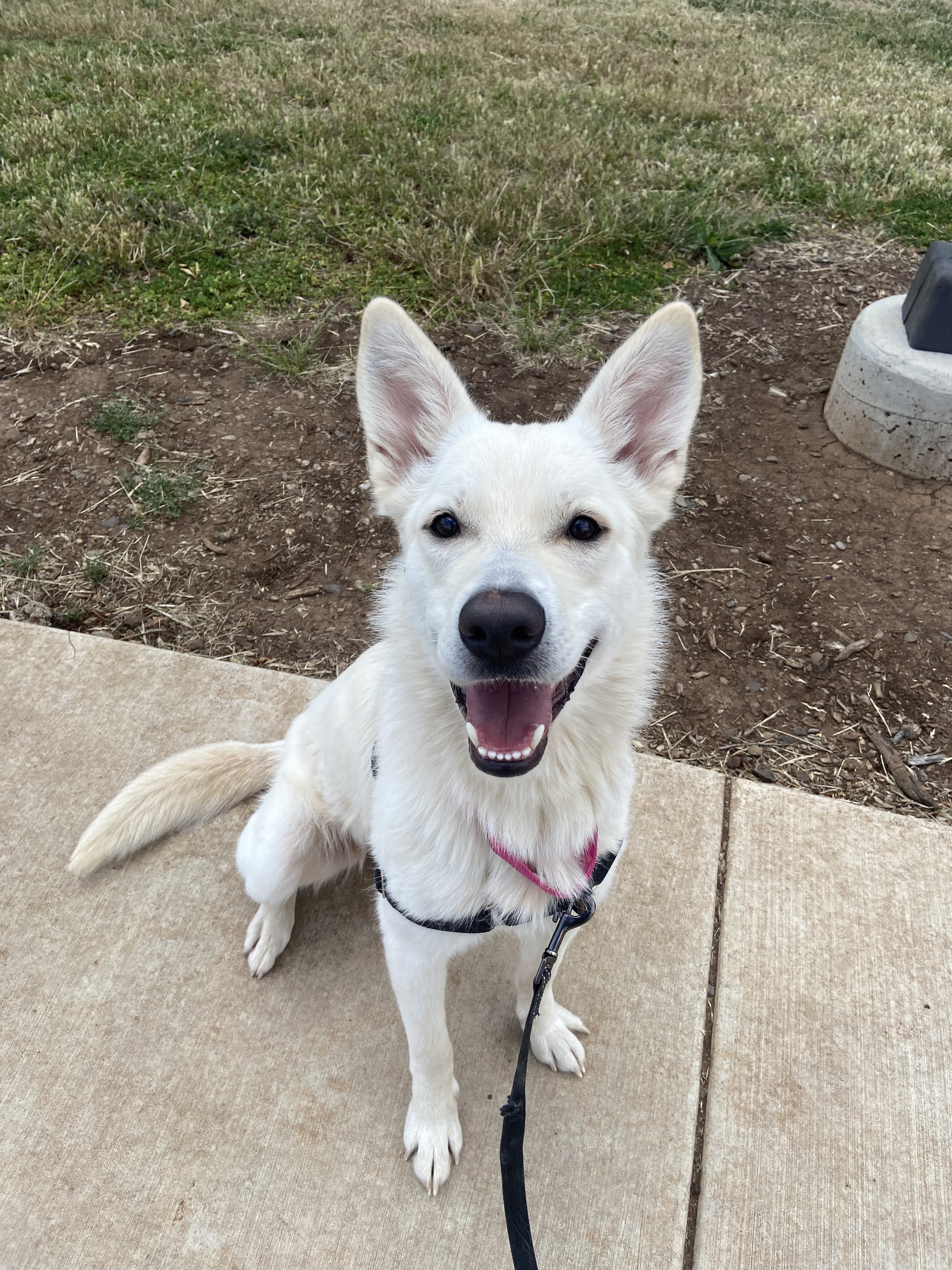Echo, an adoptable Jindo, Siberian Husky in Chico, CA, 95928 | Photo Image 1