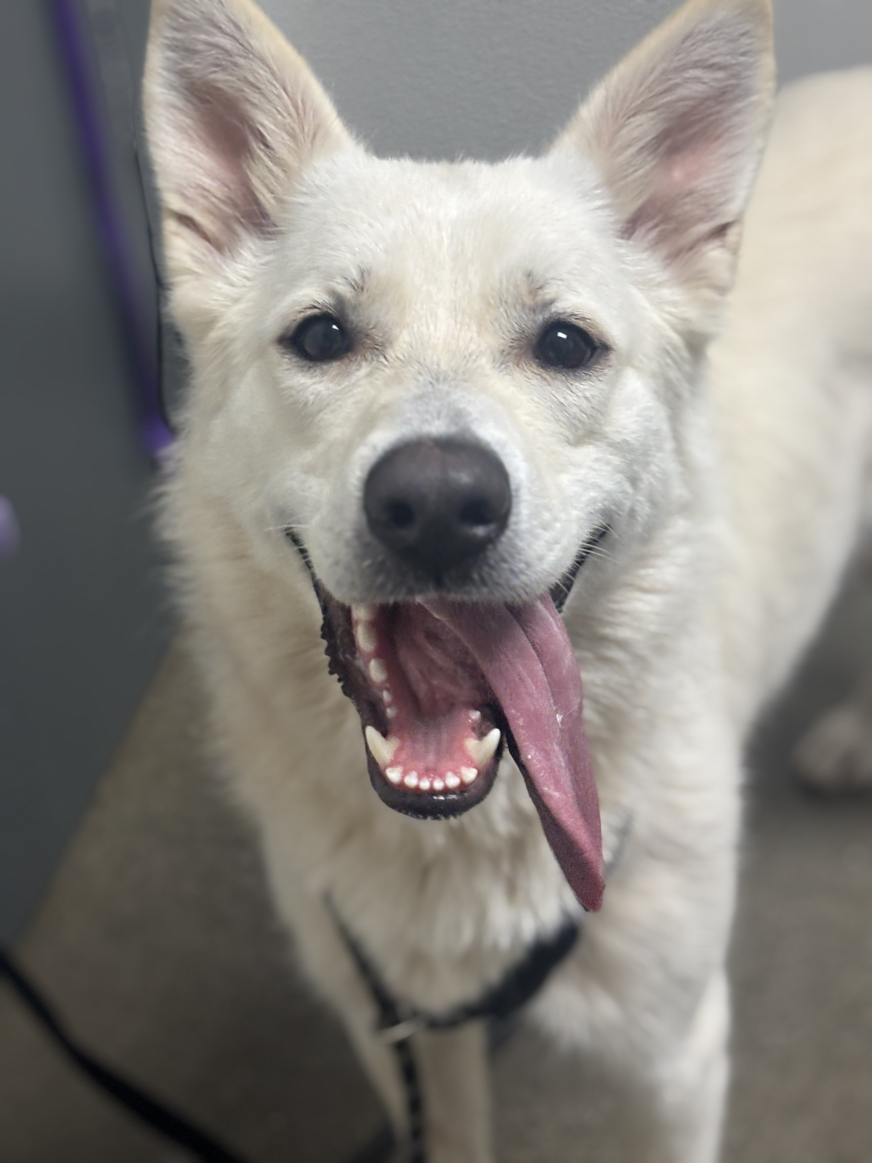 Echo