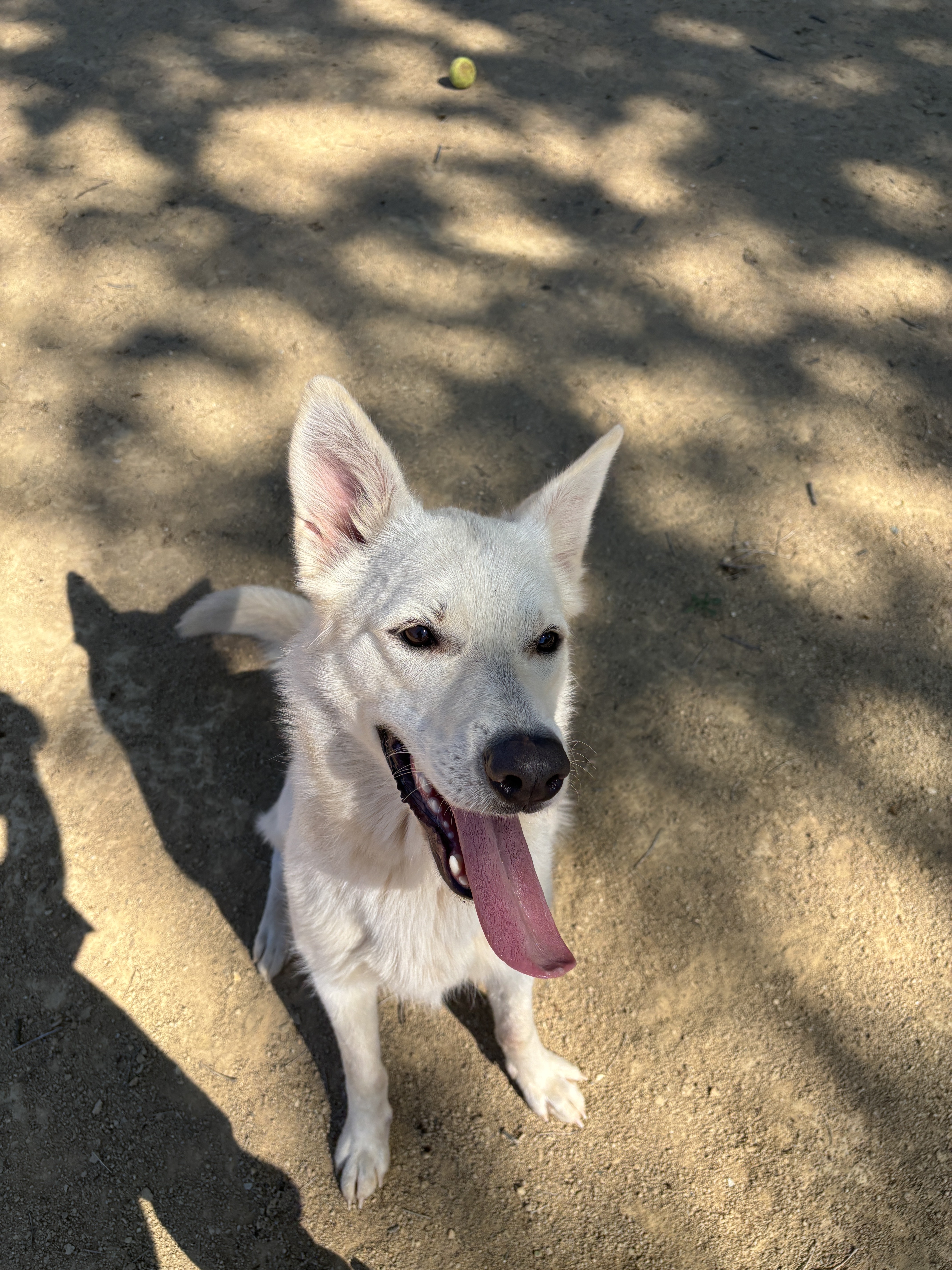 Echo, an adoptable Jindo, Siberian Husky in Chico, CA, 95928 | Photo Image 3