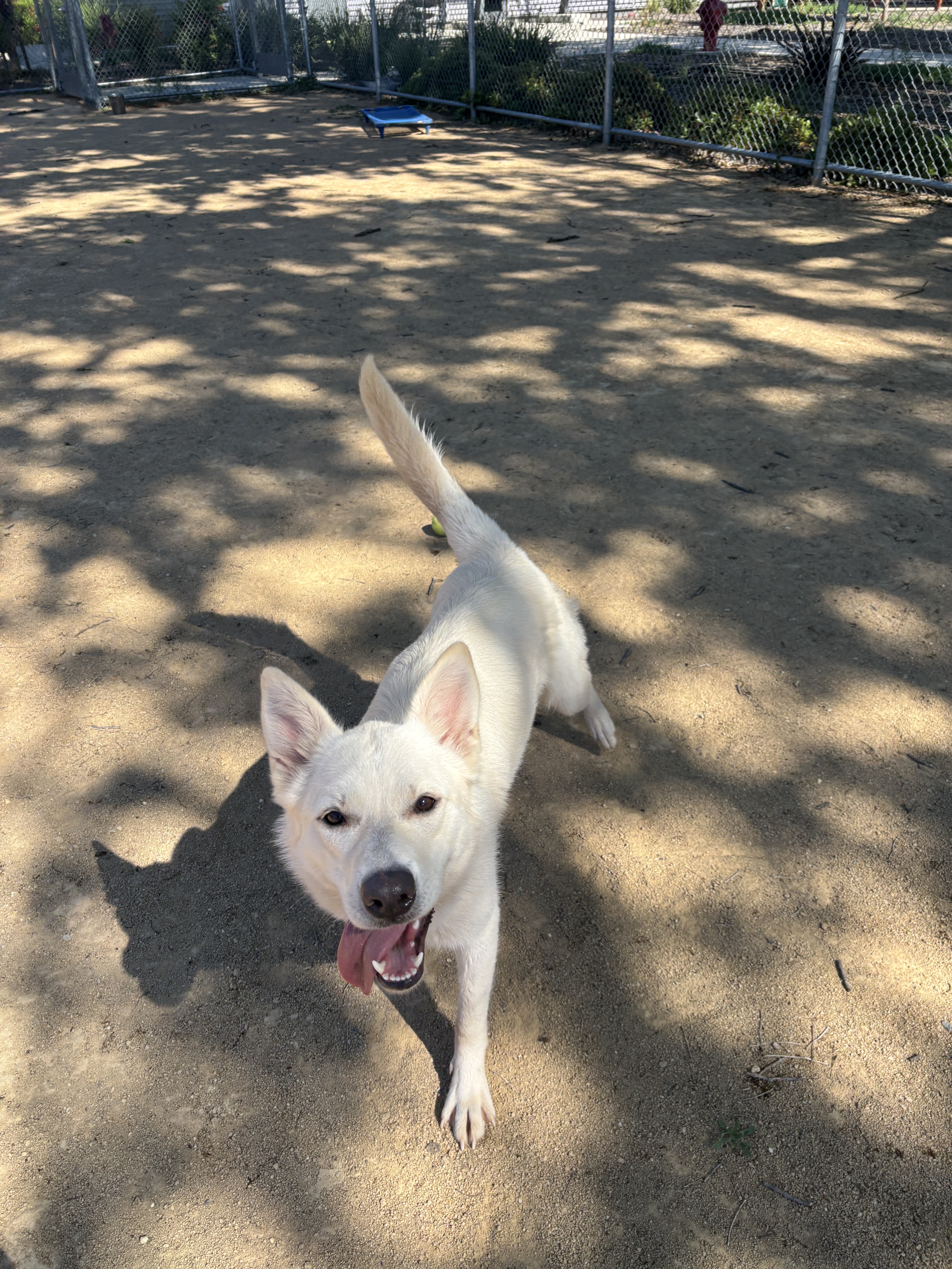 Echo, an adoptable Jindo, Siberian Husky in Chico, CA, 95928 | Photo Image 4