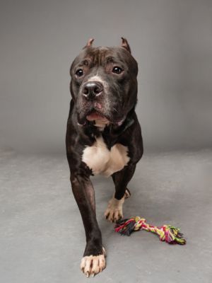 Frannk, Adult Male Mixed Breed