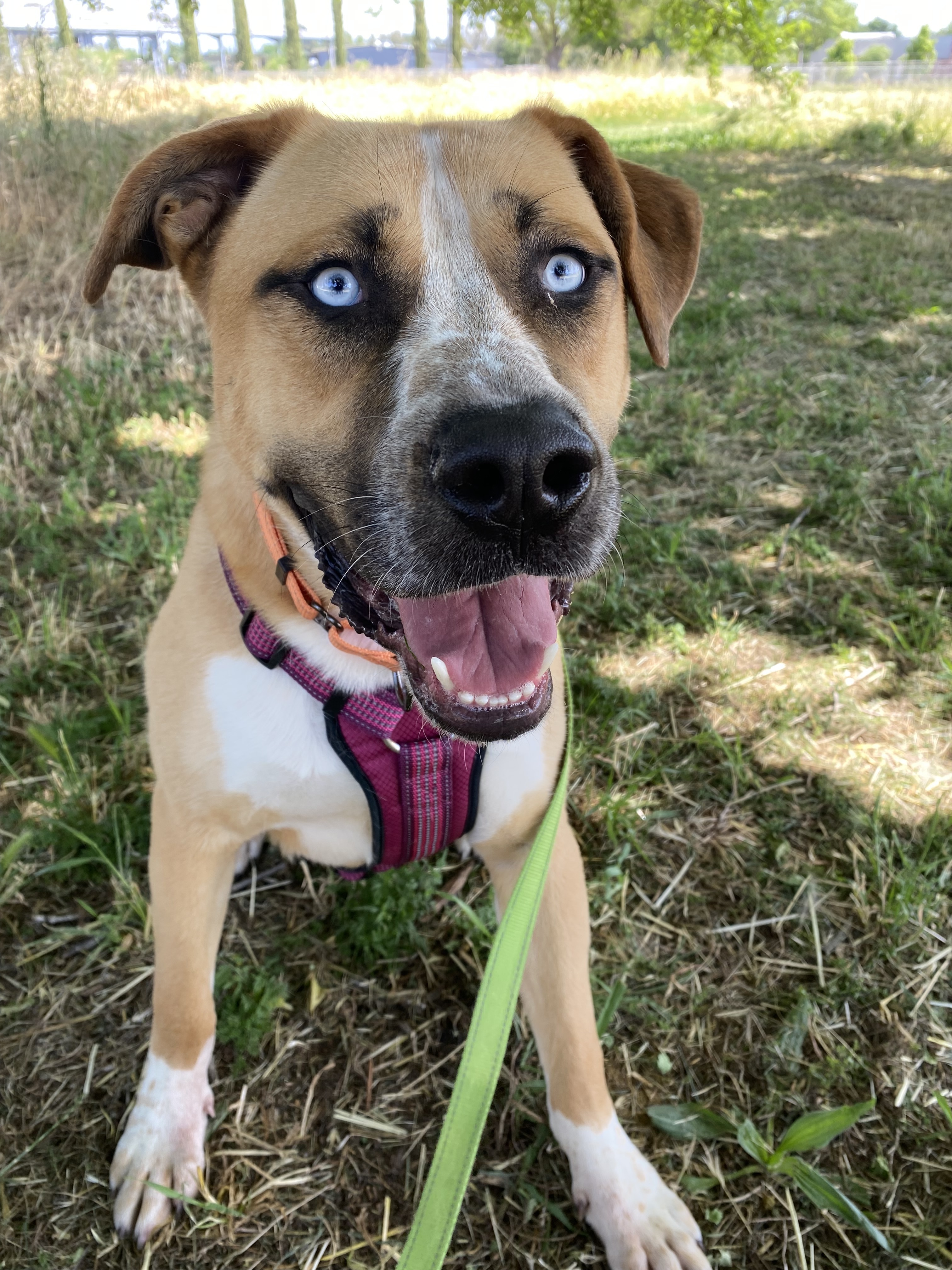 Thunder, an adoptable Anatolian Shepherd, Bullmastiff in Chico, CA, 95928 | Photo Image 1