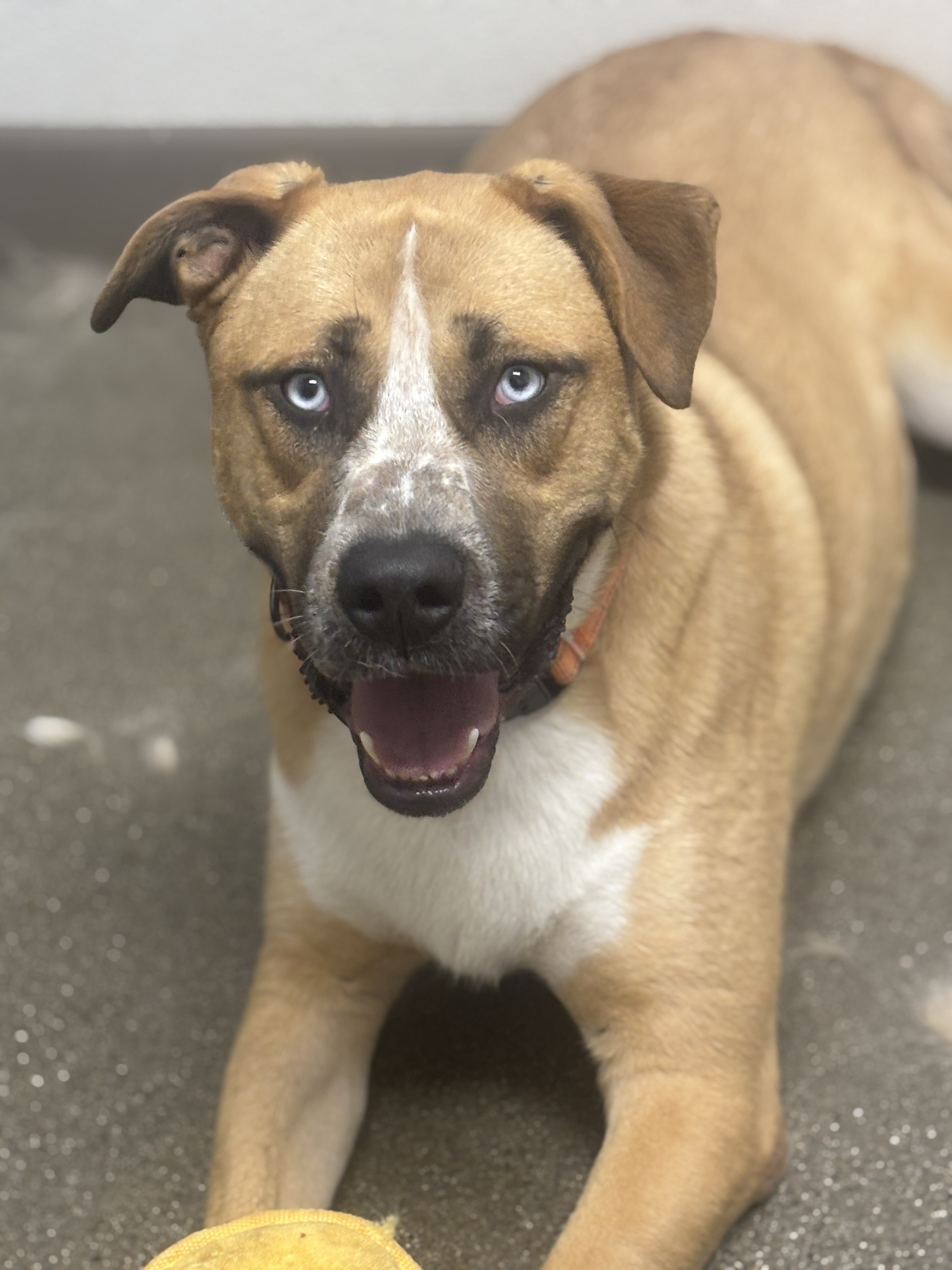 Thunder, an adoptable Anatolian Shepherd, Bullmastiff in Chico, CA, 95928 | Photo Image 2