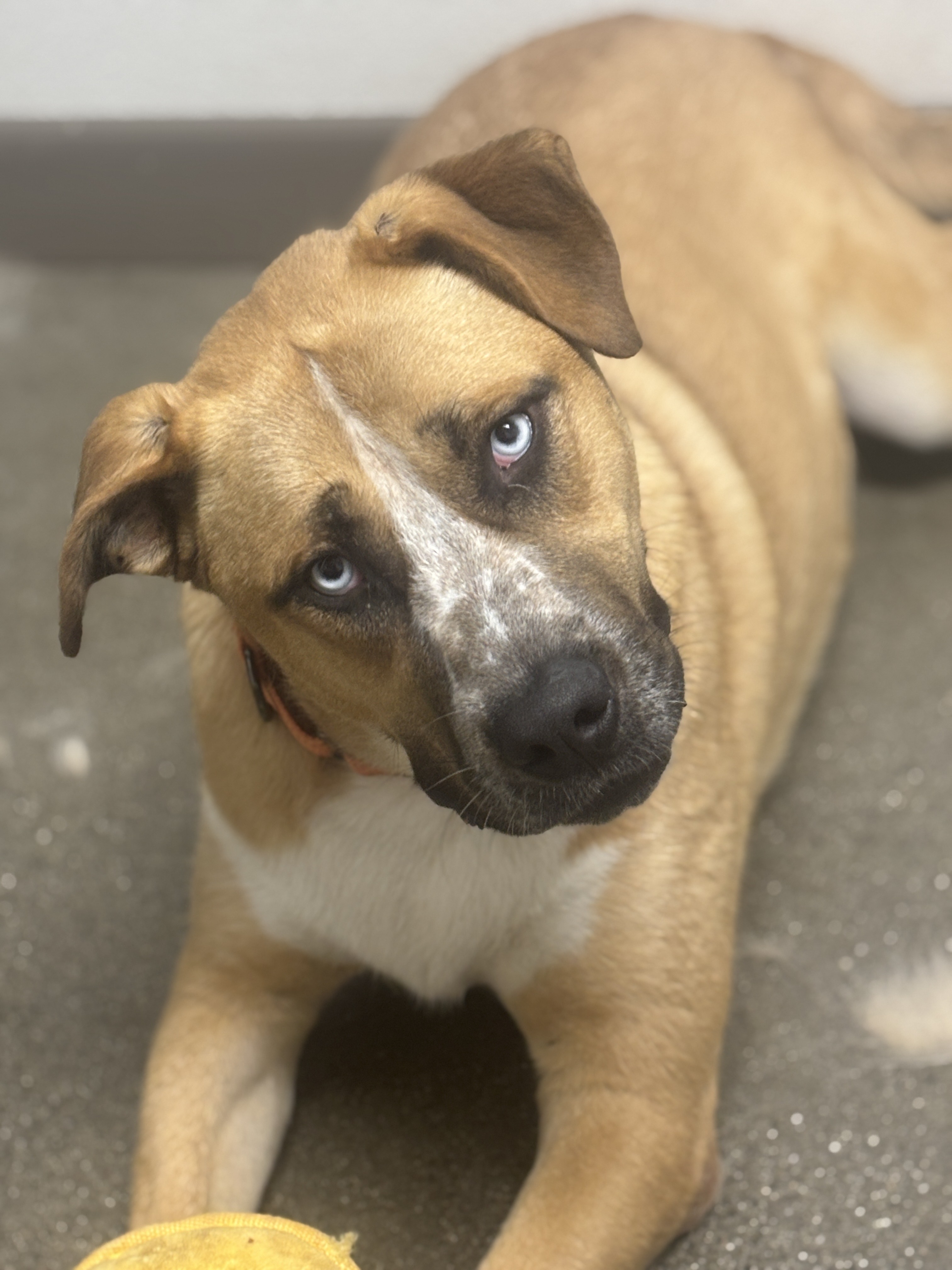 Thunder, an adoptable Anatolian Shepherd, Bullmastiff in Chico, CA, 95928 | Photo Image 3