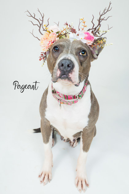 Pageant thumbnail 2