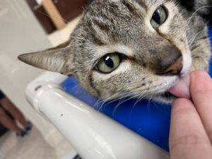 Jupiter, Young Male Domestic Short Hair