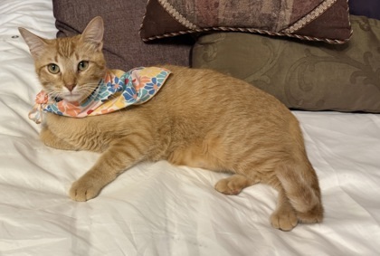 Taco