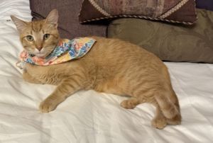 Taco, Baby Male Domestic Short Hair