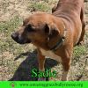 Sadie photo 3