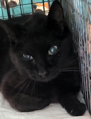 Patsy, Senior Female Domestic Short Hair