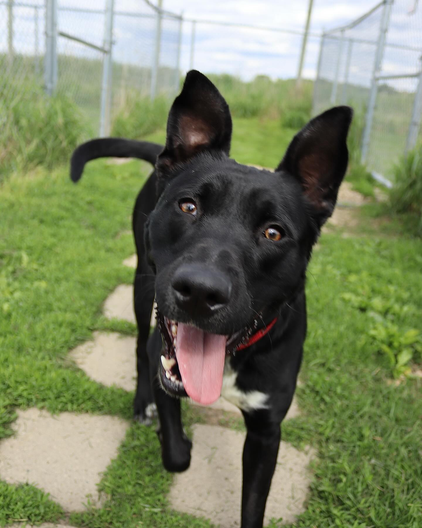 Kato, an adoptable German Shepherd Dog, Pit Bull Terrier in Austin, MN, 55912 | Photo Image 1