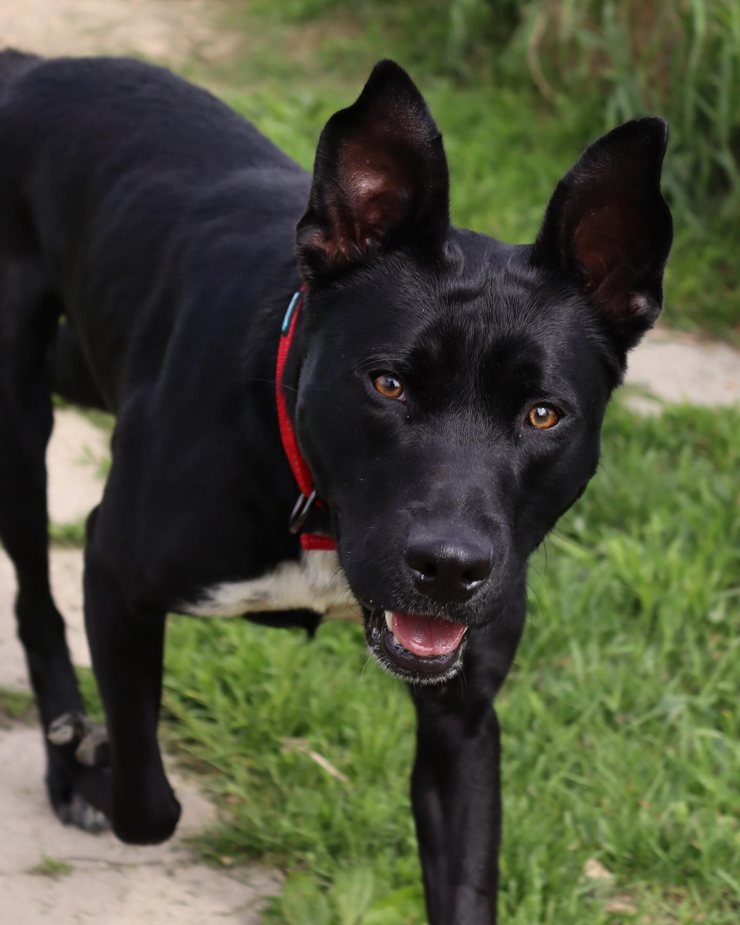 Kato, an adoptable German Shepherd Dog, Pit Bull Terrier in Austin, MN, 55912 | Photo Image 2