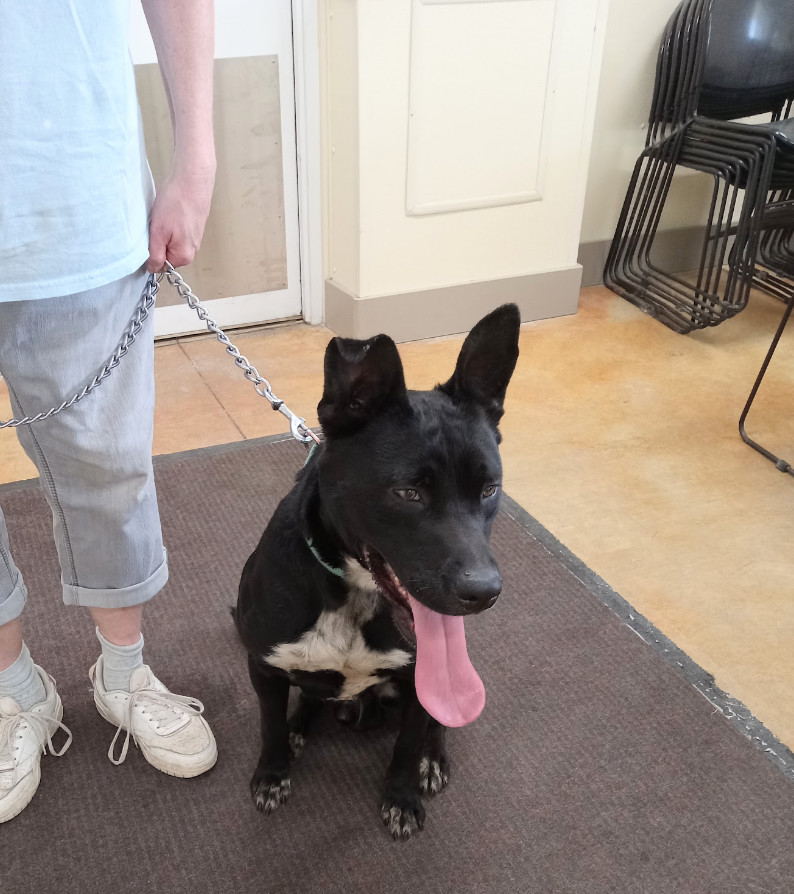 Kato, an adoptable German Shepherd Dog, Pit Bull Terrier in Austin, MN, 55912 | Photo Image 3