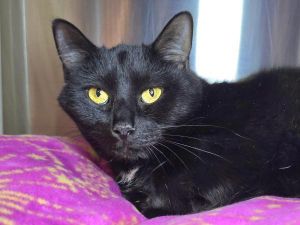 Midna, Adult Female unknown