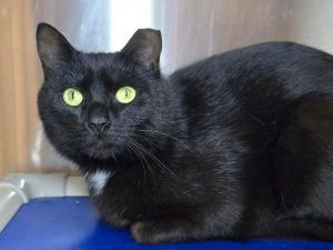Elwood, Adult Male unknown