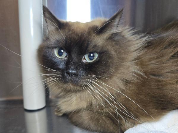 Littles, an adoptable Ragdoll in Millersville, MD, 21108 | Photo Image 1