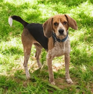 Johnny, Adult Male Beagle