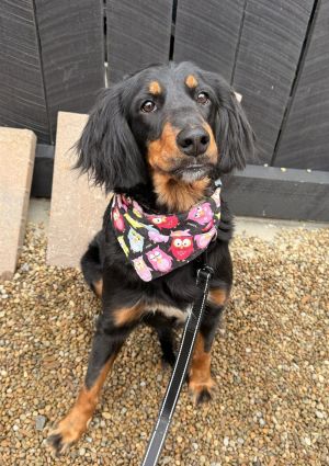 Mia, Adult Female Mixed Breed