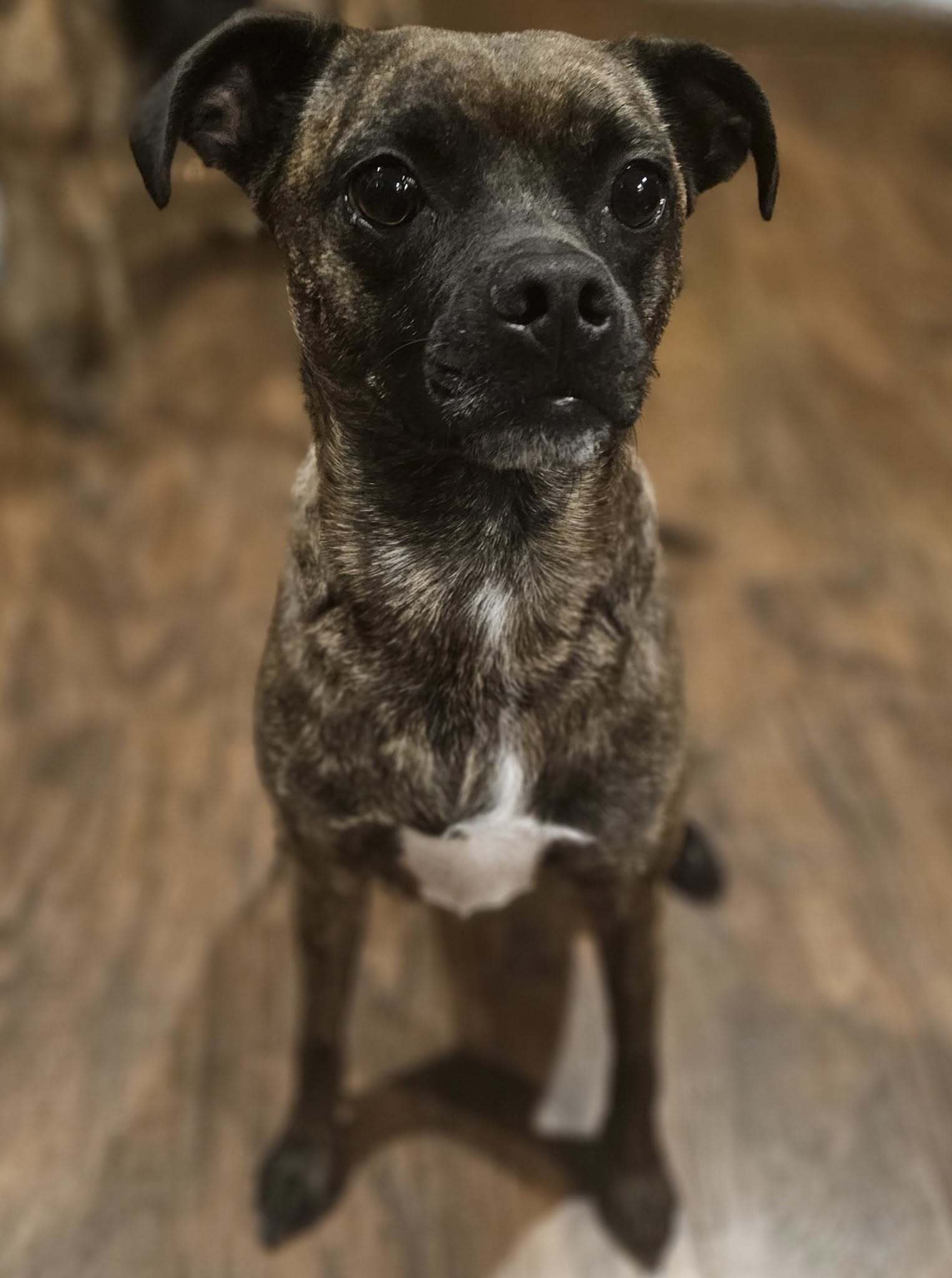 Hazel