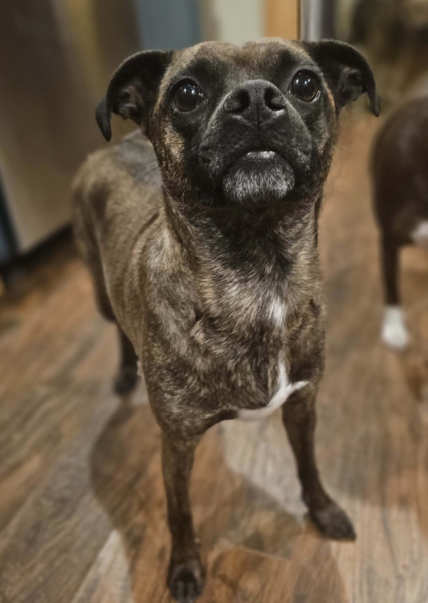 Hazel