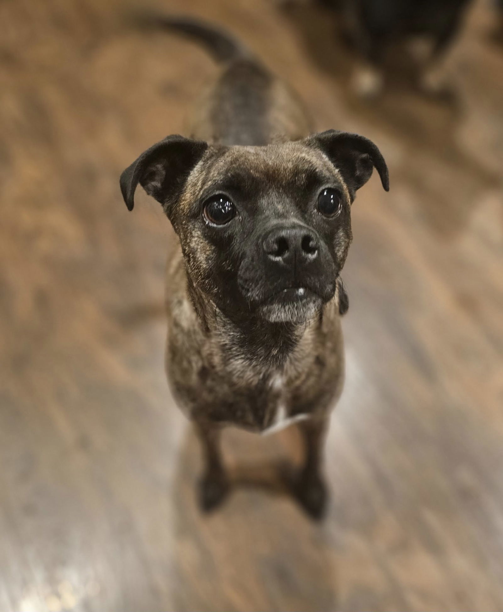 Hazel