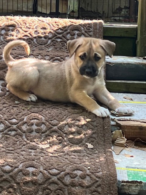 Cadbury